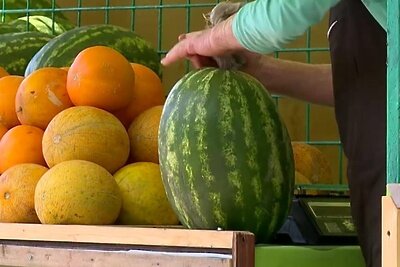    Продажи бахчевых на развалах в Реутове ©