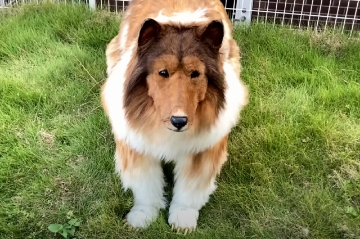    Японец «превратился» в собаку, купив костюм колли за 1,5 млн рублей