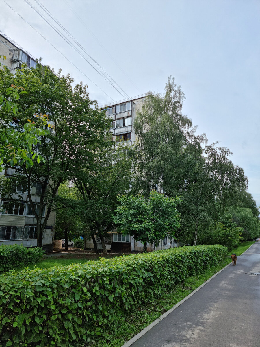 15.07.2023. В моем районе. Пышная зелень и скромный пес