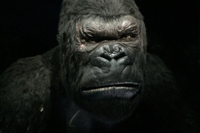 Understand and buy king kong filmywap OFF-63