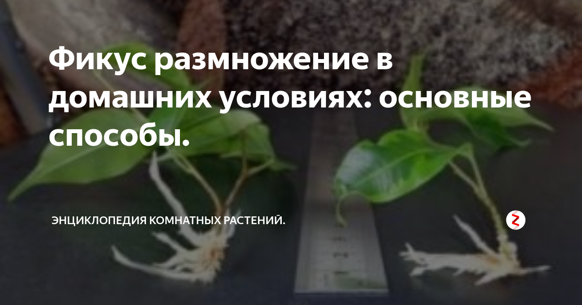 Фикус каучуконосный (эластика): уход и размножение в домашних условиях | geolocators.ru