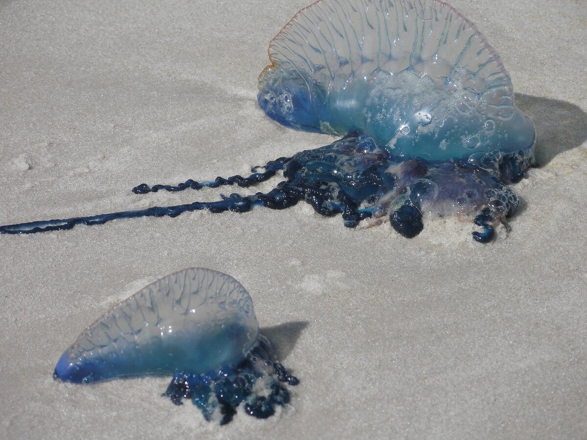 
Медуза «Португальский кораблик»