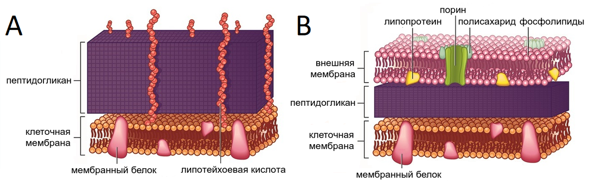 Стенка грам и грам. Грамположительные бактерии клеточная стенка. Клеточная стенка грамотрицательных бактерий муреин. Грамположительные бактерии мембрана. Грамположительные бактерии клеточная мембрана.