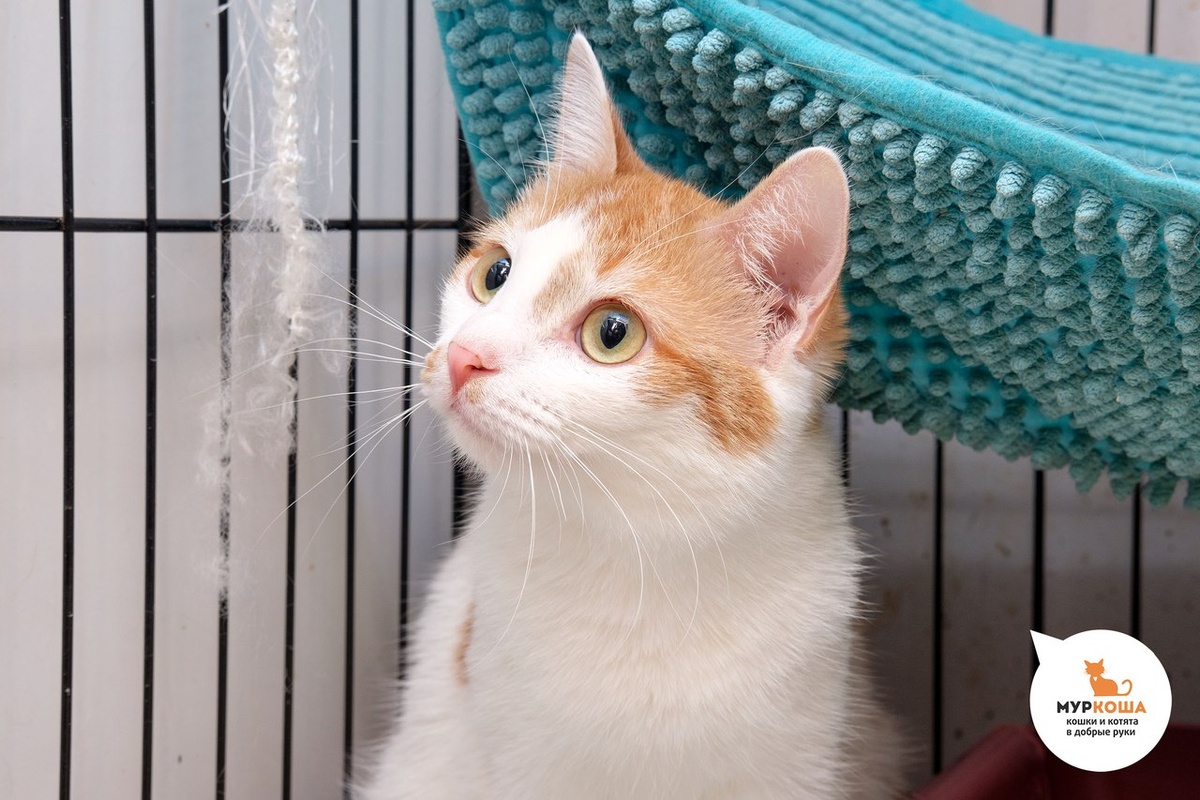 Игривая  киса быстро освоилась и оказалась очень ласковой мурчалкой. Новые  хозяева Марыси впервые увидели ее на сайте приюта и буквально влюбились!  Приехав познакомиться, уже не смогли больше расстаться! Так что можно  сказать, что свое счастье кошечка нашла благодаря "всемирной паутине".  Мы поздравляем Марысю и ее новую семью!