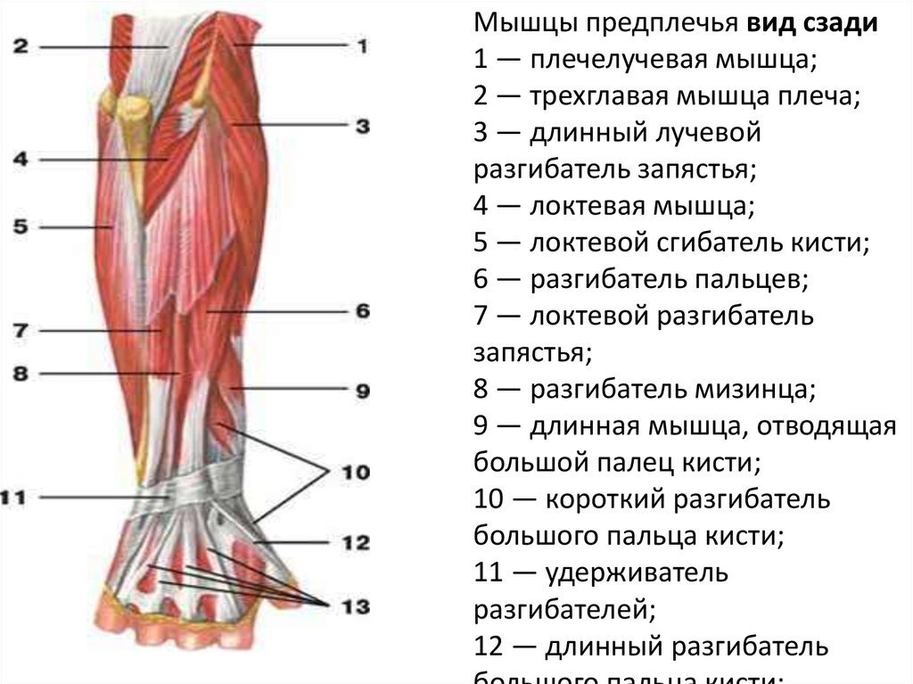 Переломы костей предплечья.