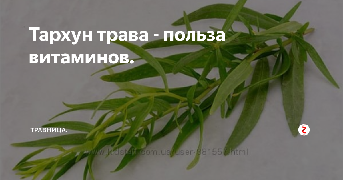 Полынь эстрагонная тархун. Тархун зелень. Тархун польза. Тархун польза для женщин. Полезные свойства эстрагона тархуна.