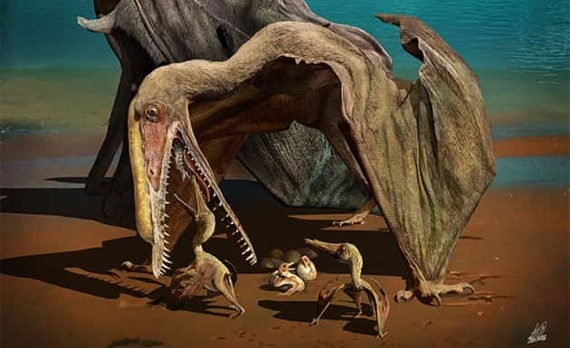 Так изобразил один из художников птерозавра вида Hampiterus с потомством
Фото: nature.com