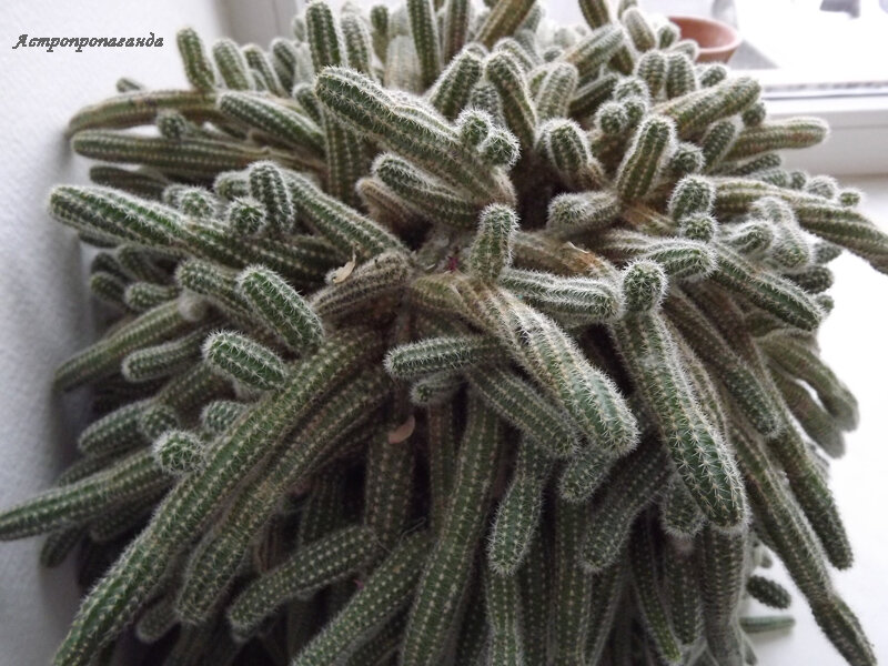 Фото Нины Стрелковой. 