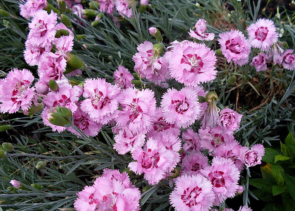 Садовая гвоздика (Dianthus caryophyllus). Гвоздика Альвуда Альпийская. Гвоздика Шабо травянка. Гвоздика перистая Шабо.