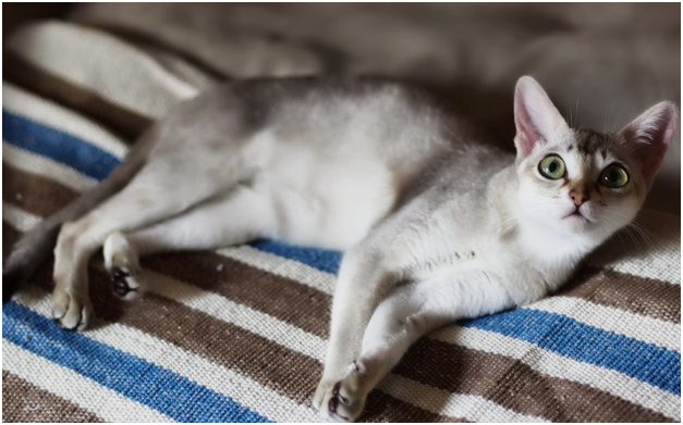 Сингапурская кошка