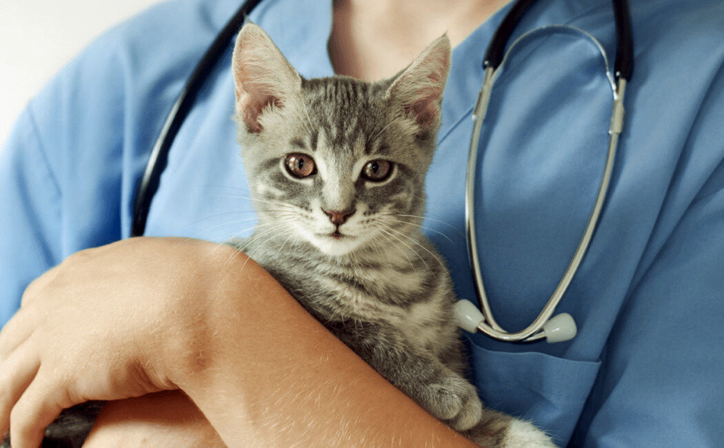 Фото с сайта purinaone.ru