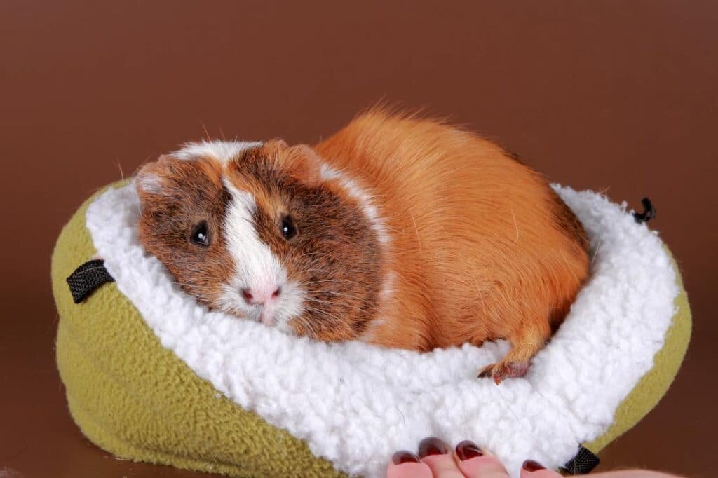 Приручение морской свинки