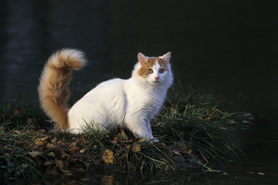 Котята озерах