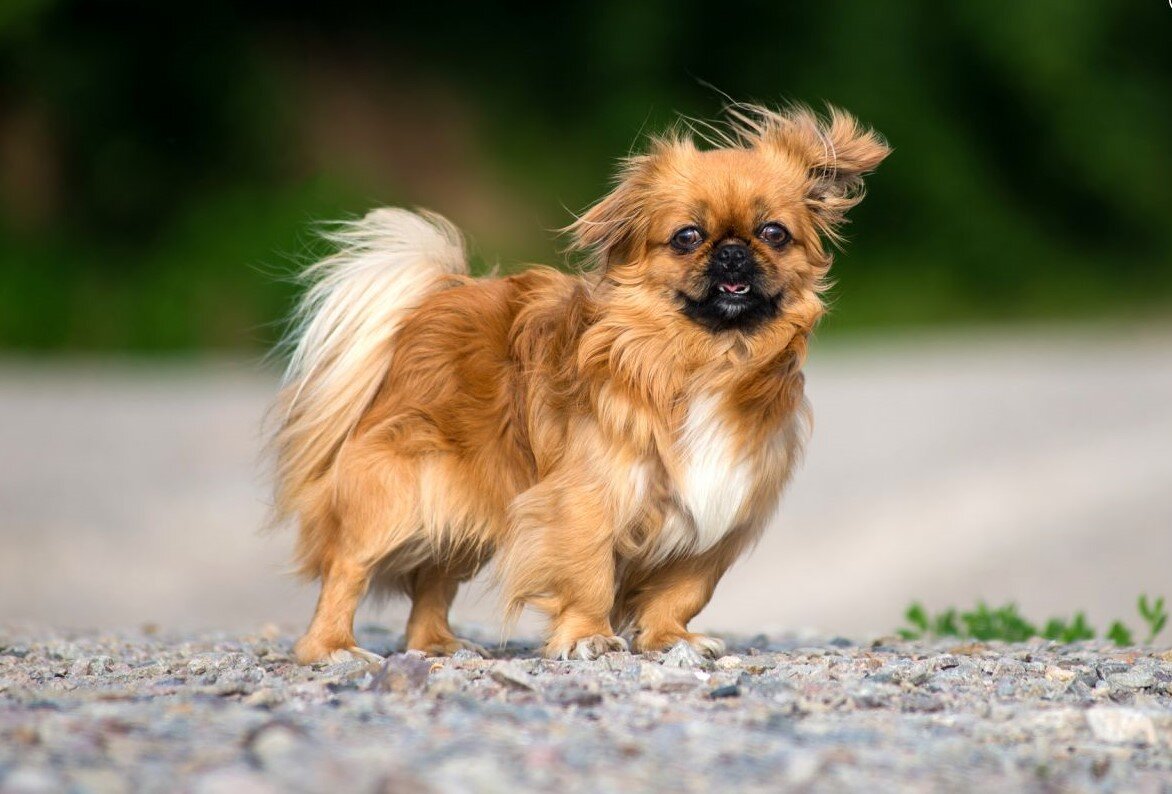 стоит щенок пекинеса. карликовый пекинес. щенки пекинеса маленькие. стоит щенок пекинеса. императорский пекинес.