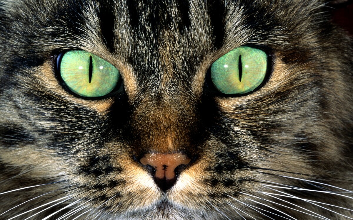 кошка с зелеными глазами картинки