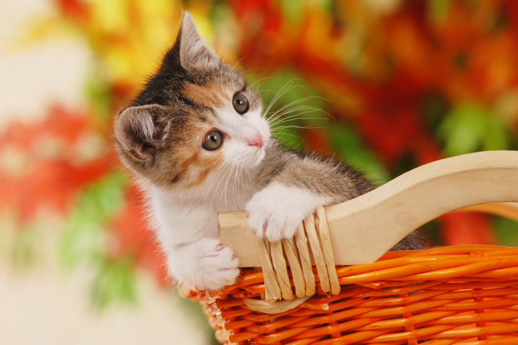 Ha4to котики. Котик волонтер