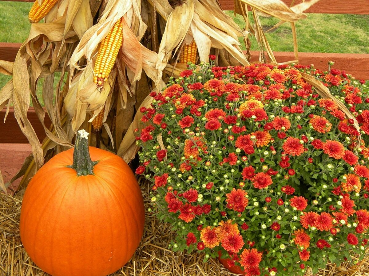 Урожай в октябре