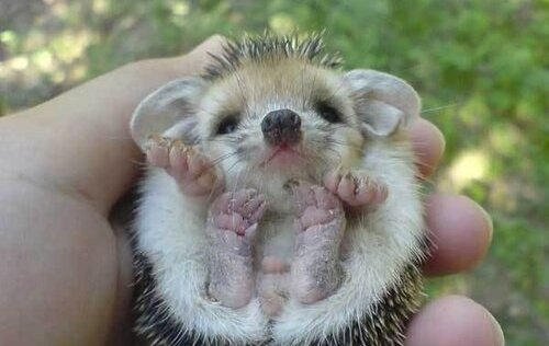 Ёжик с немытыми пятками