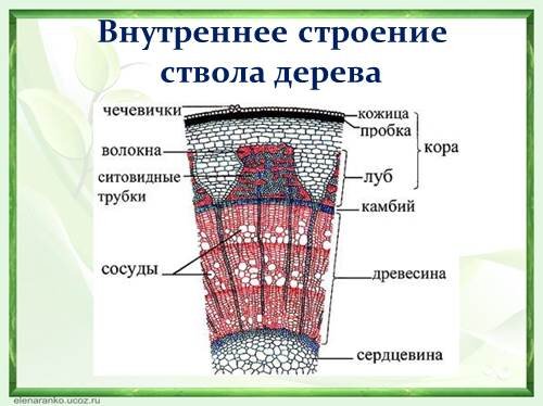 Внутреннее строение стебля дерева. | Rabbit Smart | Дзен