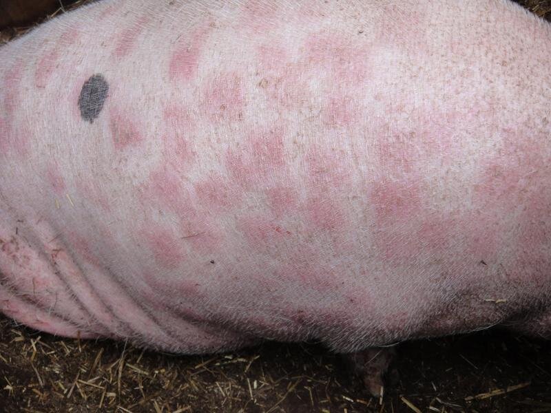 болезни свиней кожные фото | Дзен