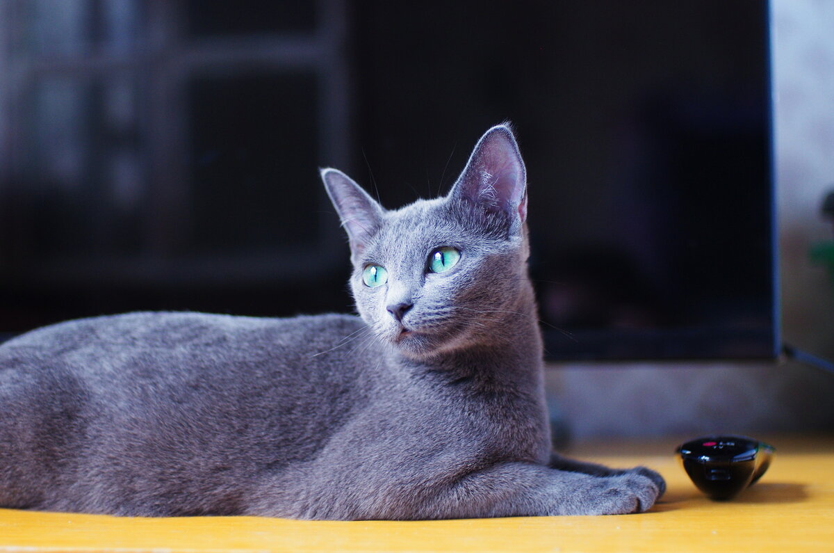 Russian cat. Корат шартрез Картезианская кошка. Порода кошек русская голубая. Русская голубая шартрез Корат. Русская голубая кошка вислоухая.