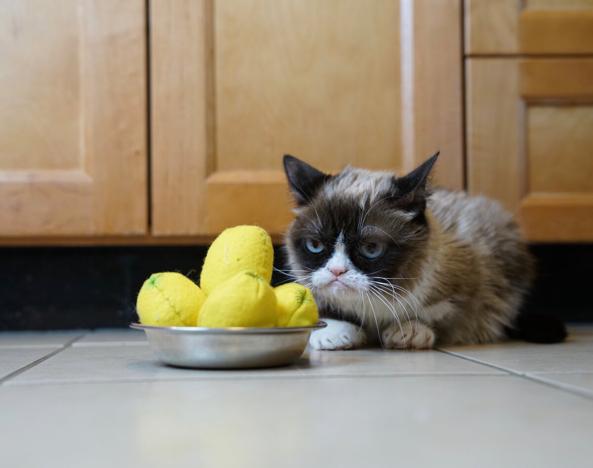 Почему кошки не любят запах цитрусовых? | Мир домашних животных | Дзен