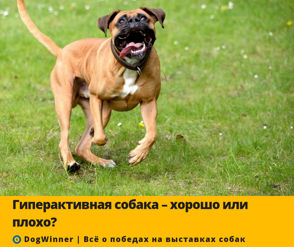 Фото: pixabay com/ru/собака-играть-радость-сила-ромп-2320869/ 