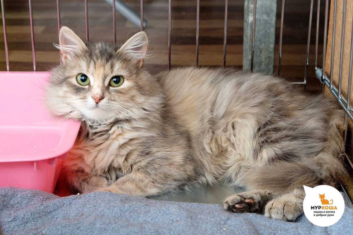 Принцесса Малявка