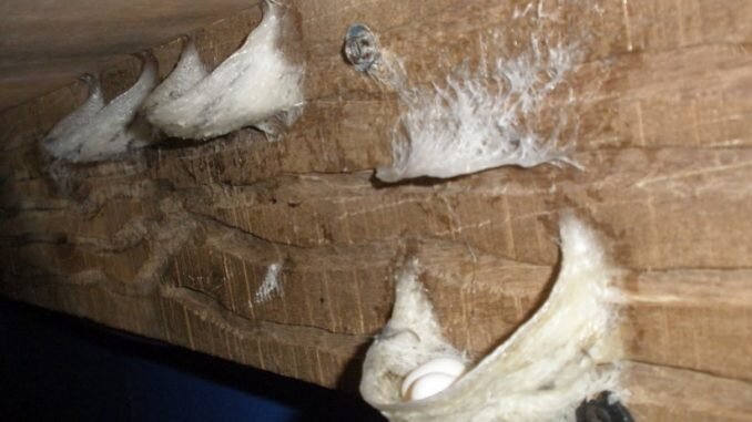 Гнезда серого салангана