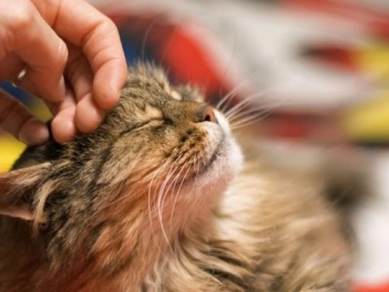Источник фото: https://moja-koshka.ru/sovety-koshki/kak-pravilno-gladit-koshek.html