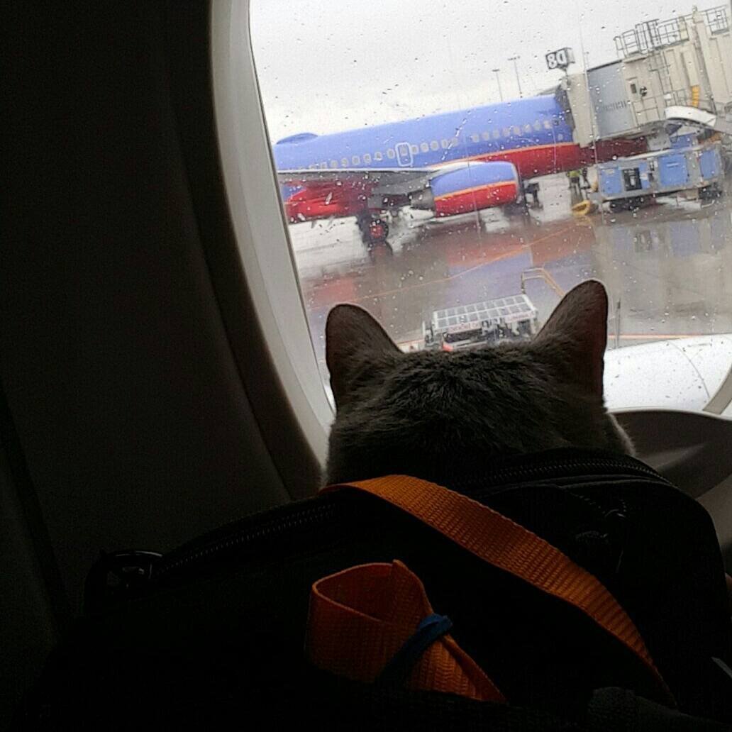 Фото из инстаграма chubzthekitty 