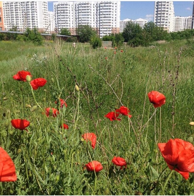 Весна в Краснодаре 