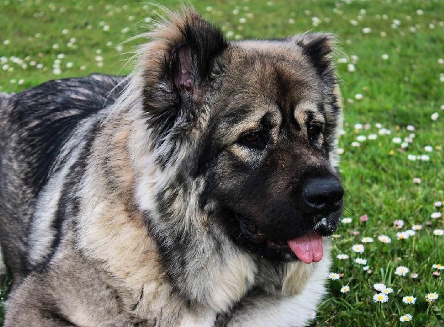 Кавказская овчарка: характеристика породы, стандарты и внешний вид, характер и поведение, уход, дрессировка и воспитание