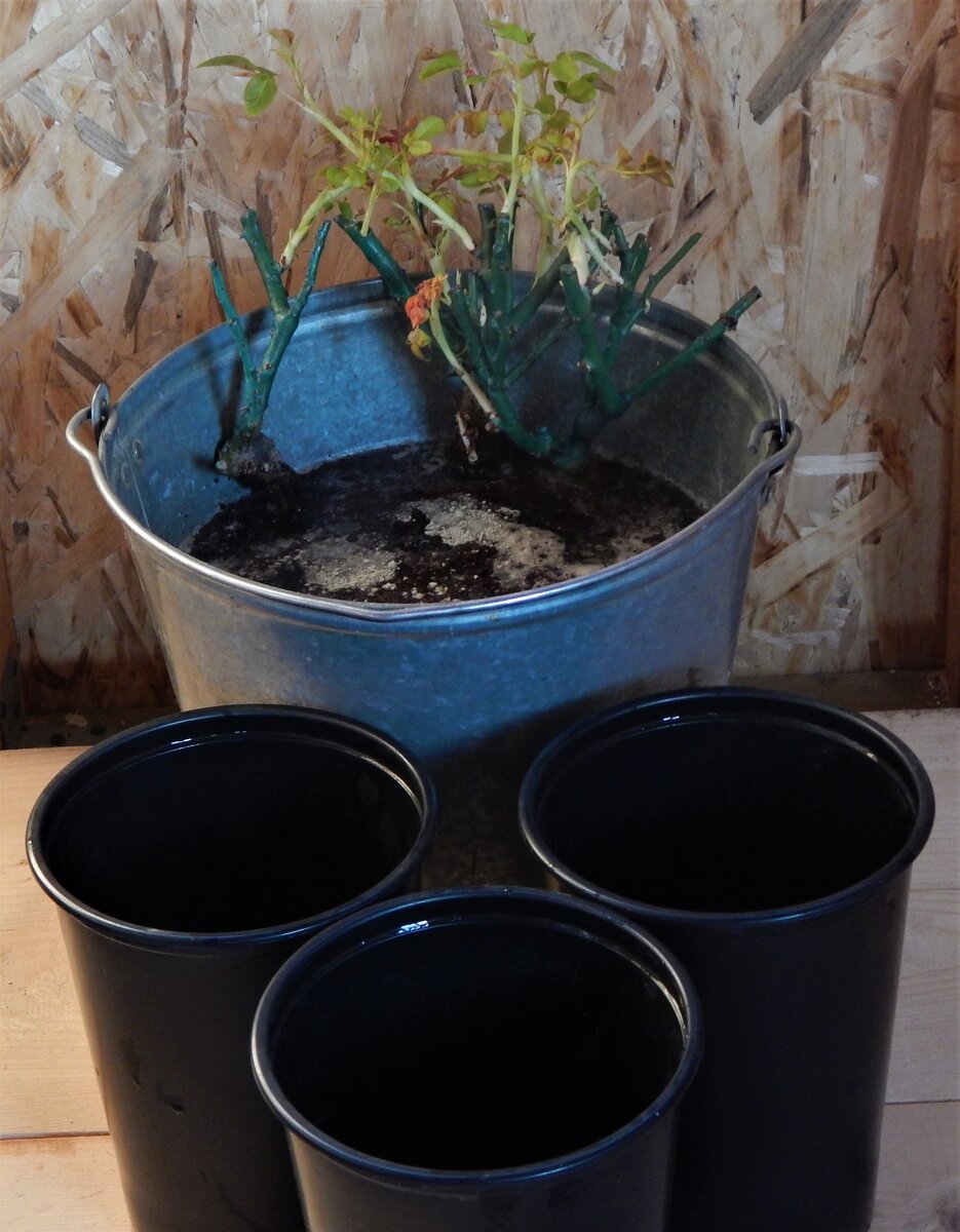 Розы из коробки как сохранить. Посадка розы из коробки. Правильная посадка роз из коробки. Саженцы роз в вазонах. Розы из коробки как сохранить.