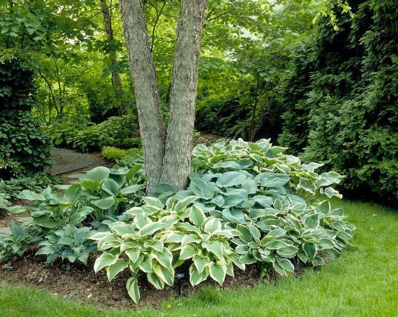 Хосты под деревом