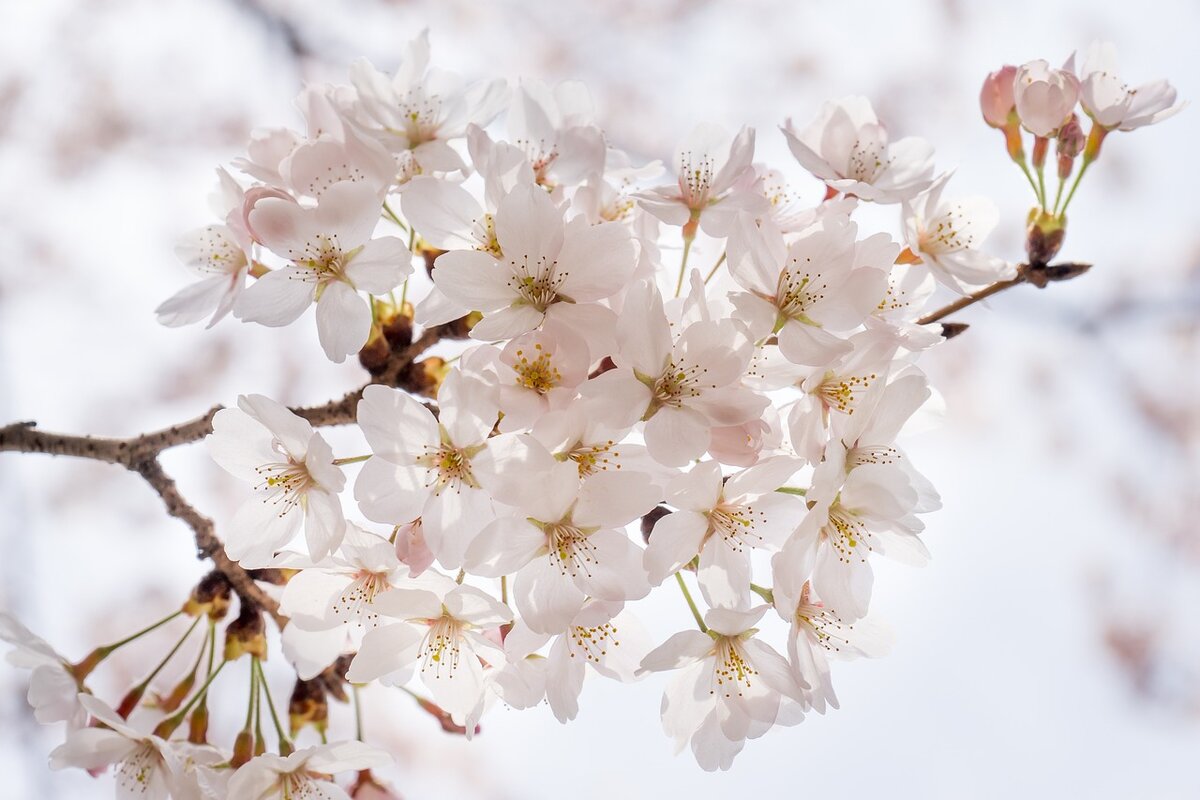 https://pixabay.com/photos/cherry-blossom-sakura-flowers-wood-1292211/
