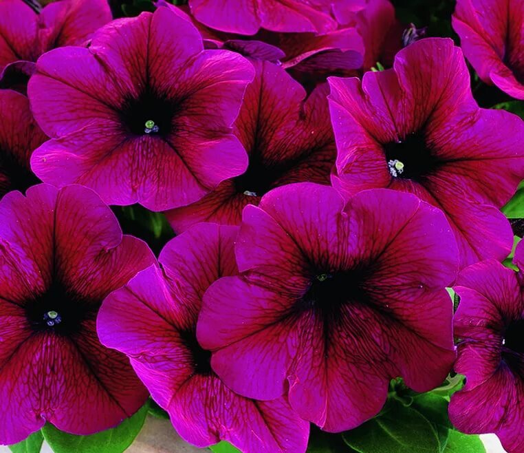 источник фото: www.pohlmans.au