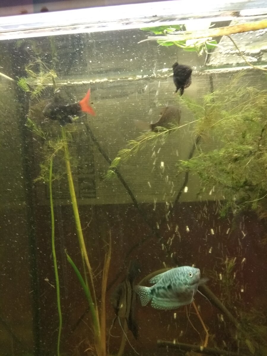 Лабео гонится за карасём.