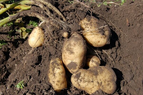 3 признака токсичного картофеля, которые нельзя игнорировать