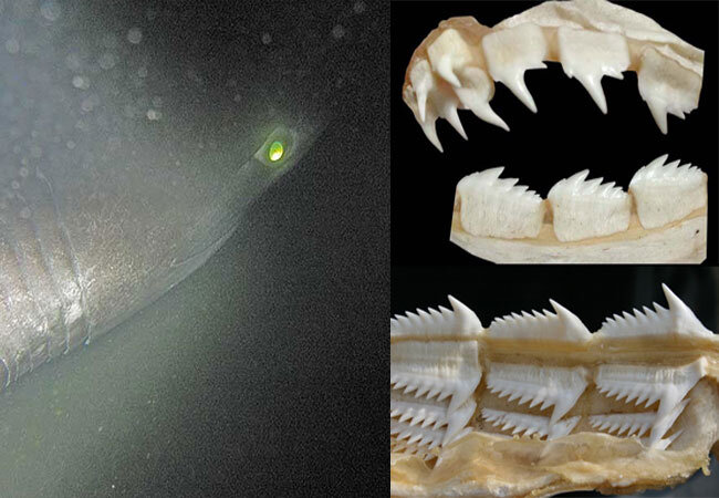 Шестижаберная акула