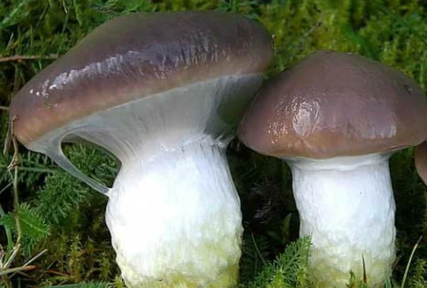 МОКРУХА ЕЛОВАЯ