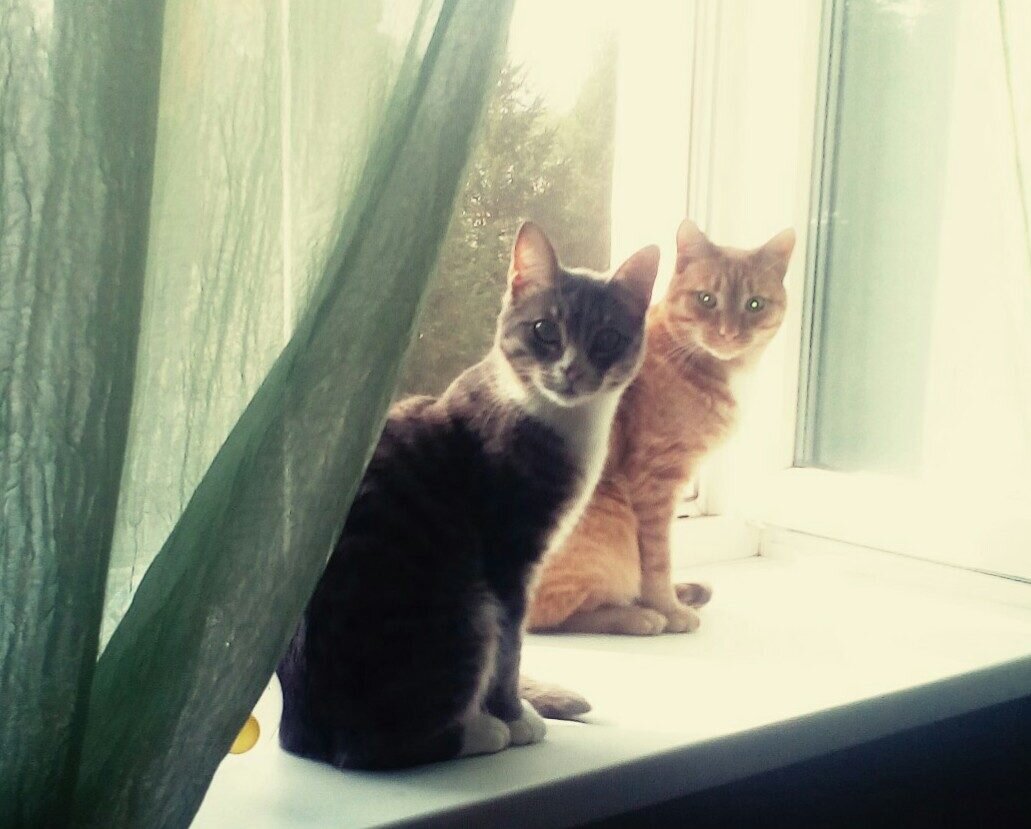 Мои старшие котодети.