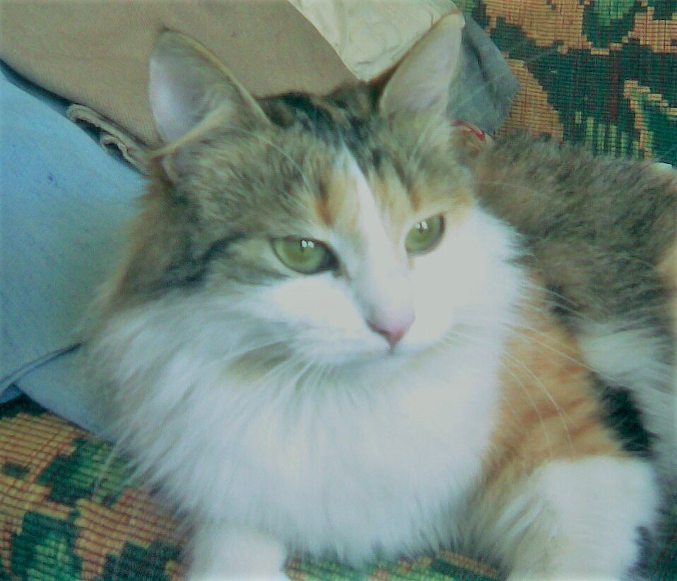 Катя