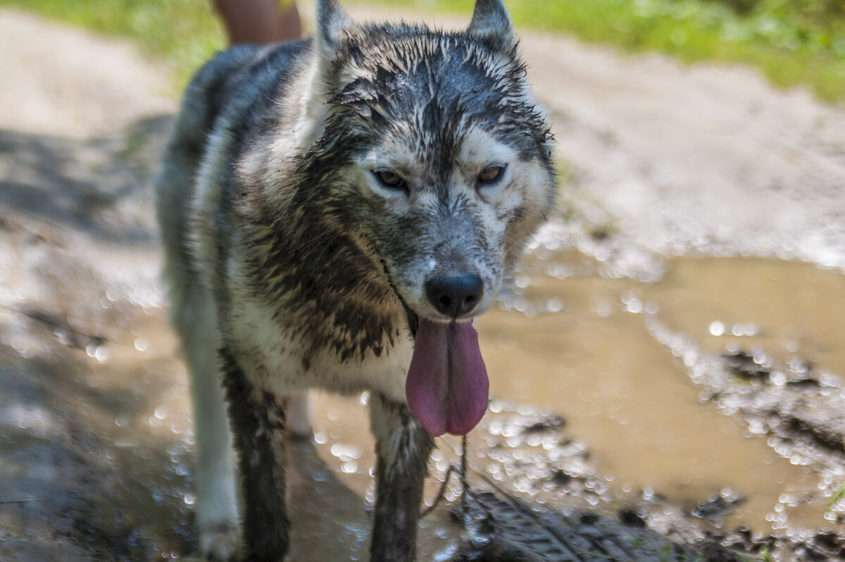 грязная Наташка похожа на волка, вам не кажется?