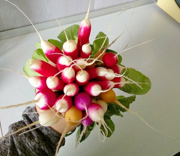 Майские редиски из теплицы. 