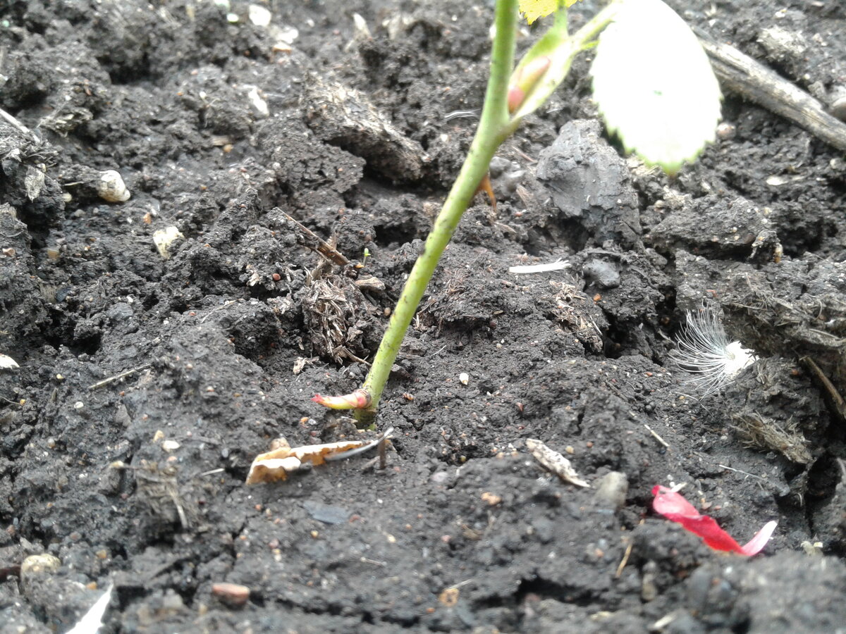 укоренение черенков роз. черенки розы эпин. черенки роз методом бурито. черенки черенки роз. черенок в горшке.