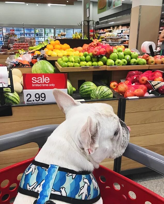 Собаки здесь - это все равно что дети