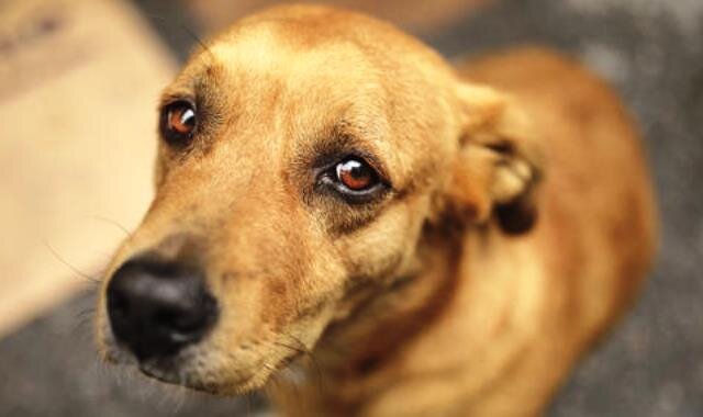 Как расстаться с четвероногим любимцем? 