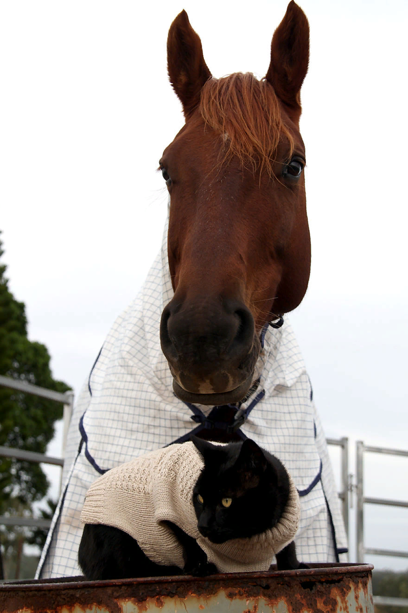 Лошадь друг. Лошадь и кошка. Кот на лошади. Дружба кошки и лошади.