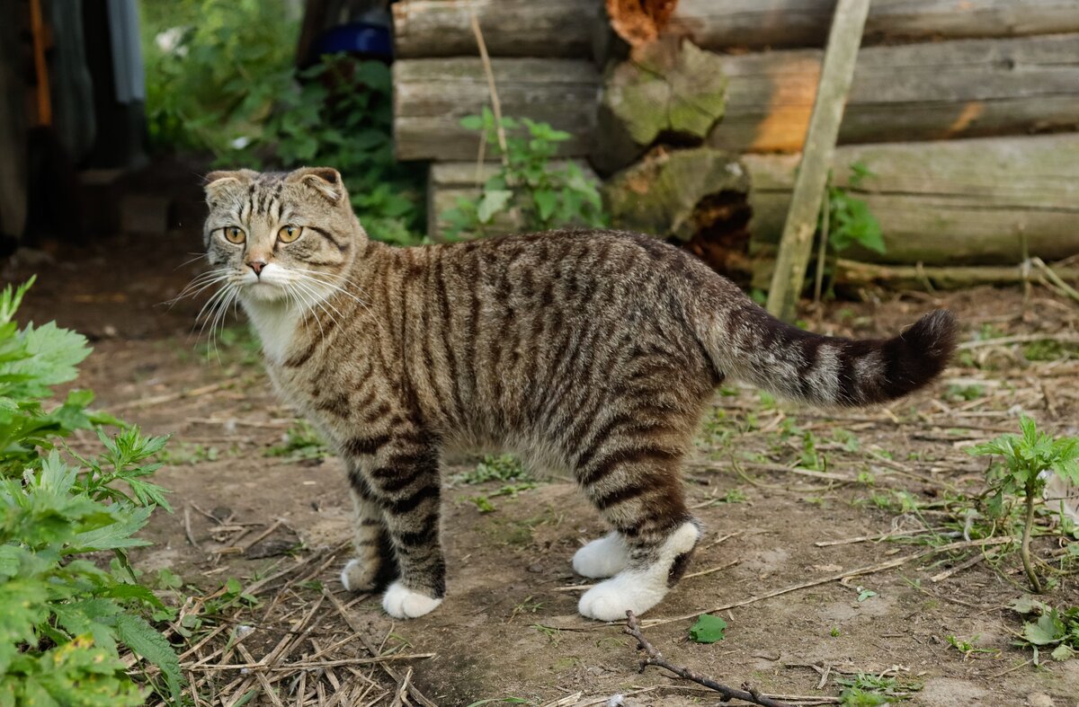 На природе я - грозный хищник
